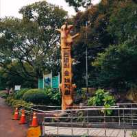 JEJU BIJARIM FOREST.