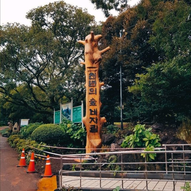 JEJU BIJARIM FOREST.