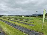 Littlewood Berry Farm 