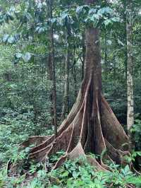 Into the Heart of Borneo: My Adventure in Gunung Mulu National Park