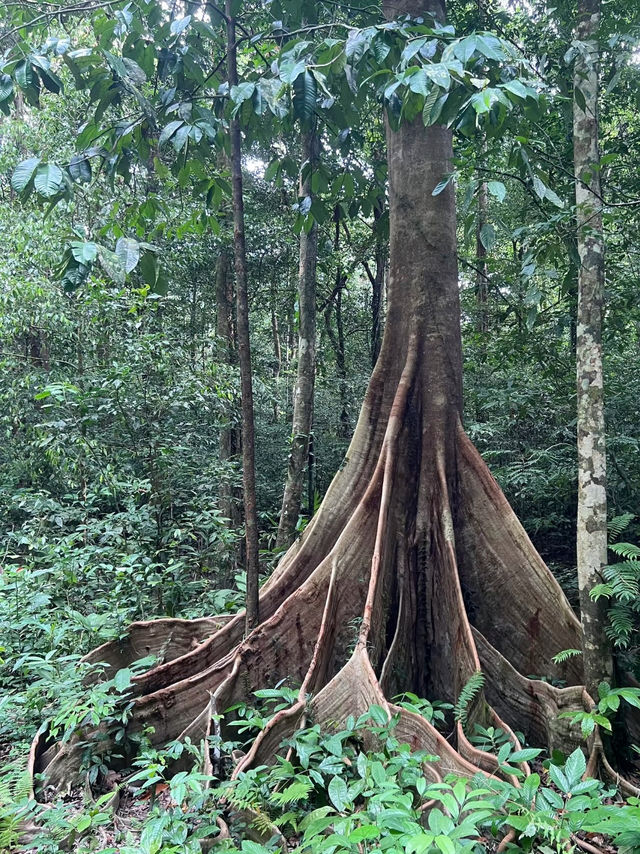 Into the Heart of Borneo: My Adventure in Gunung Mulu National Park