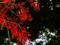 Geelong Botanical Gardens: An Oasis of Beauty