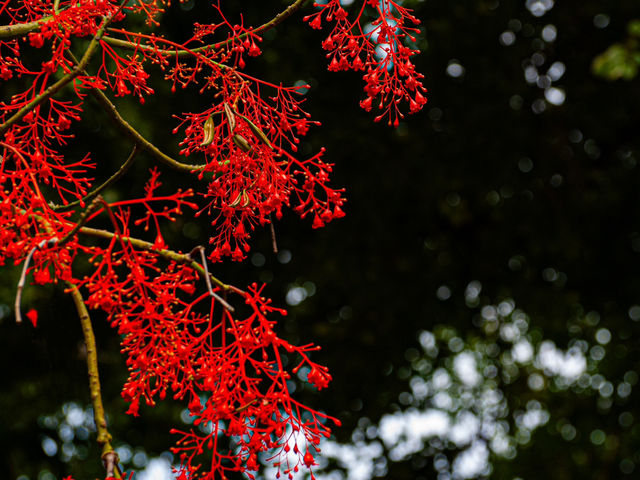 Geelong Botanical Gardens: An Oasis of Beauty