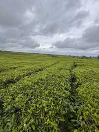 Serenity in Green: Exploring Tea Valley
