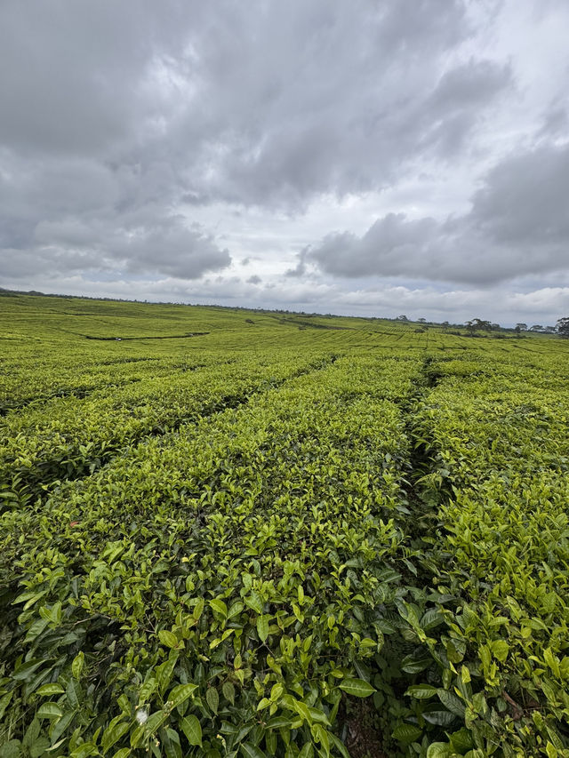 Serenity in Green: Exploring Tea Valley