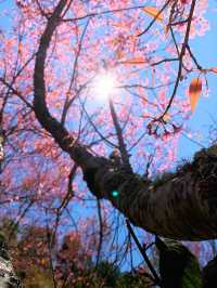 ภูลมโล (อุทยานภูหินร่องกล้า)