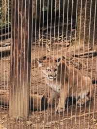 漫遊台北 來木柵動物園 與可愛小動物來場小約會💕