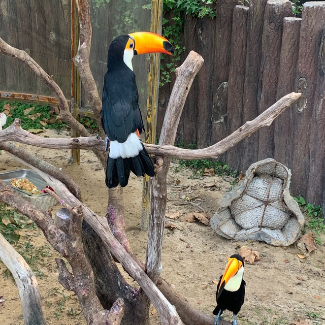 廣州動物園：在“動物的夢幻樂園”中發現童趣 🦁🌳