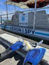 澳洲小眾島嶼Heron island看海龜🐢