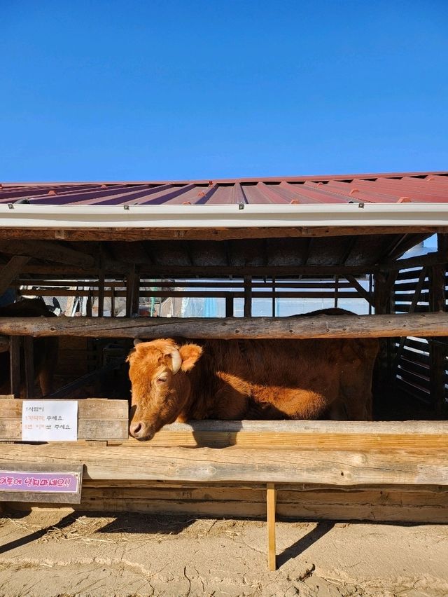 춘천여행 필수코스 먹이주기 체험할 수 있는 목장🐑