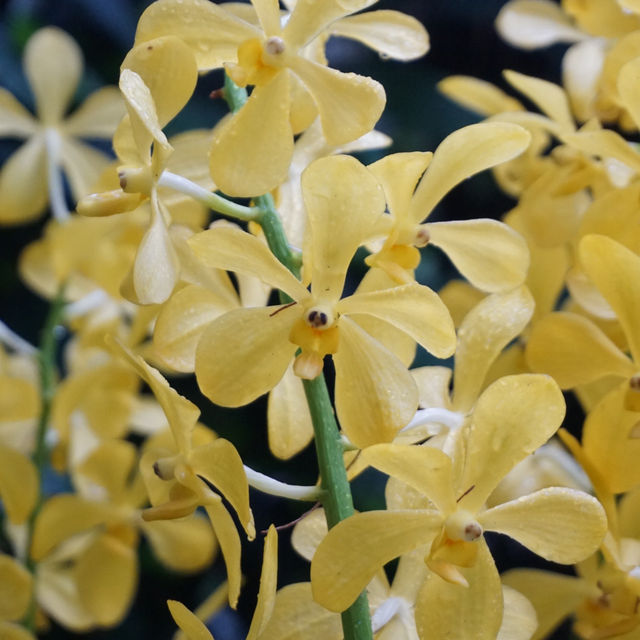Escape to Nature’s Oasis: A Romantic Stroll Through Singapore's Iconic Gardens