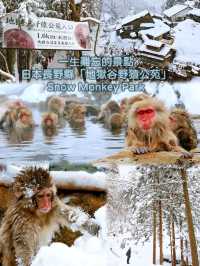 日本長野縣。地獄谷雪猴公園🦧Snow Monkey Park獼猴野生生態奇觀