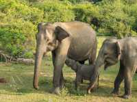 A Full-Day Safari in Yala National Park