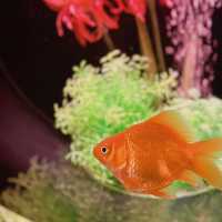 【銀座】季節によって変わる！金魚アート体験🐠
