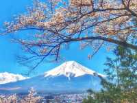 Mt. Fuji in a Day: Cherry Blossoms and Scenic Views