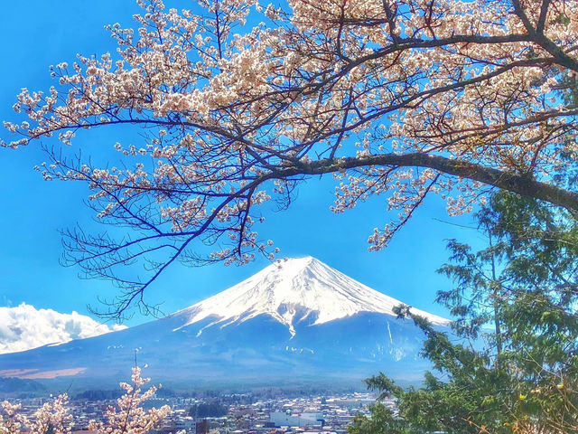 Mt. Fuji in a Day: Cherry Blossoms and Scenic Views