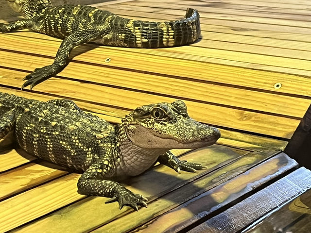🐟 🐊✅Audubon Aquarium（ニューオーリンズ）攻略ガイド – 海の世界を満喫！