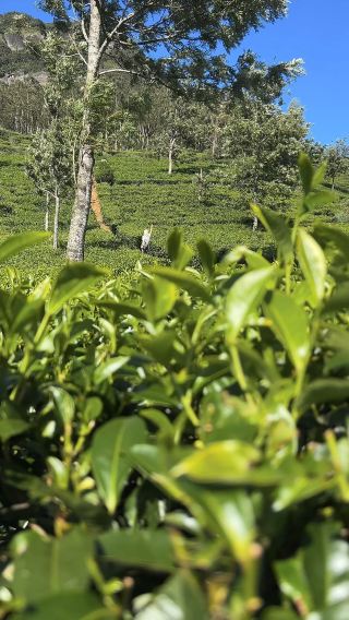🍃 Ceylon Tea Plantations 
