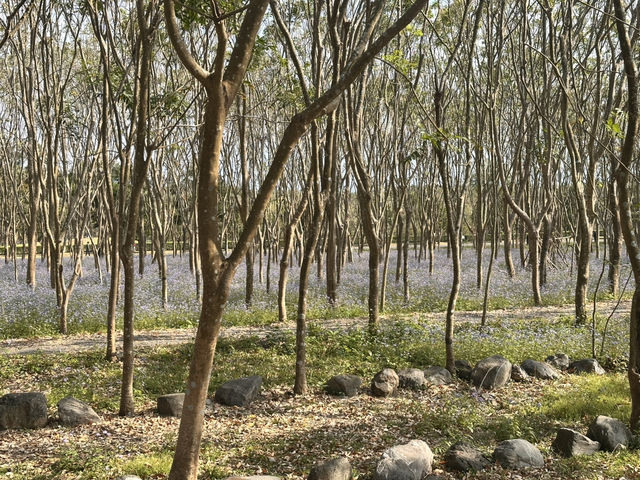 林後四林平地森林公園～非常適合散步運動的好地方