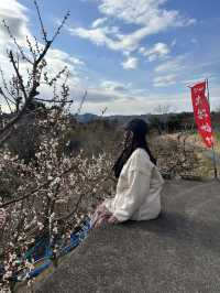南部（みなべ）梅林へ今年初めての梅を見に❤️