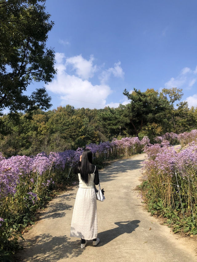 개미취꽃