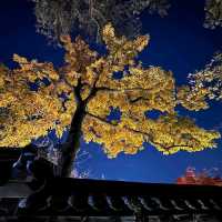 Deoksugung Palace & Stonewall Walkway (德壽宮與石牆路)