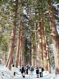 長野景點| 户隱神社(奧社) ~ 白雪中的杉樹林太美了！