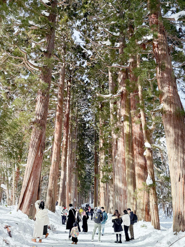 長野景點| 户隱神社(奧社) ~ 白雪中的杉樹林太美了！