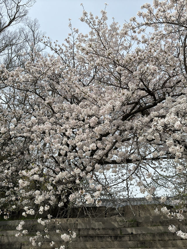 🌸大阪豐國神社的櫻花盛放：歷史與美景的完美交融🌸