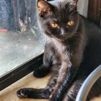cat cafe in lamphun