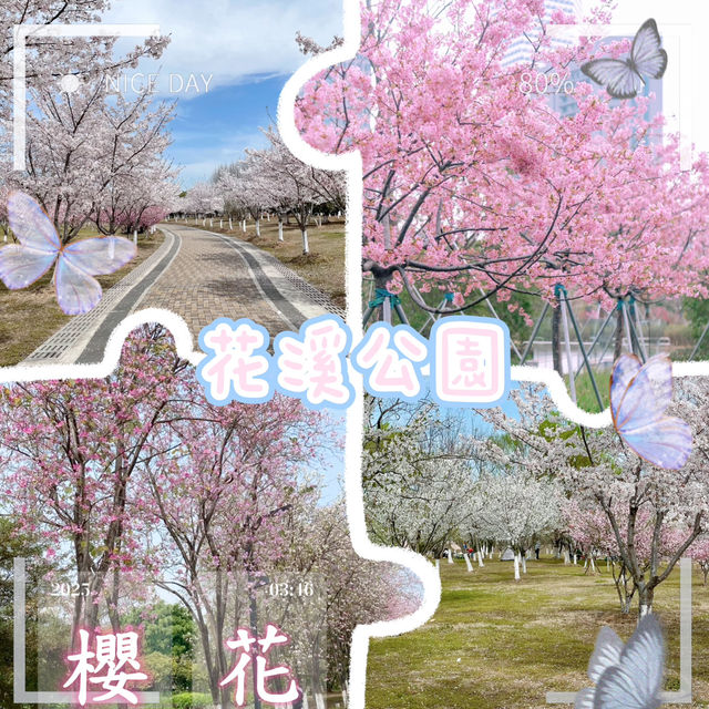 花溪公園·櫻花林中漫步