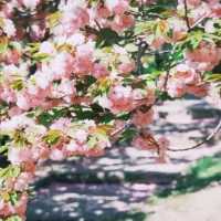 聚龍山公園🌸 櫻花谷🌸