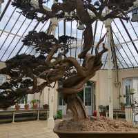 Royal Botanic Gardens, Kew (London)