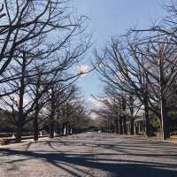 Showa Memorial Park (昭和記念公園)