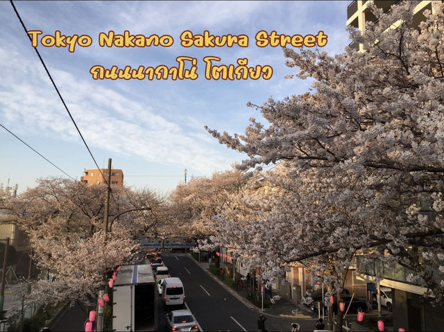 5 จุดชมซากุระในโตเกียว บรรยากาศชิลๆ ที่ไม่ควรพลาด