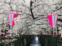 ซากุระริมแม่น้ำเมกุโระ ความสวยที่ต้องมาสัมผัสส