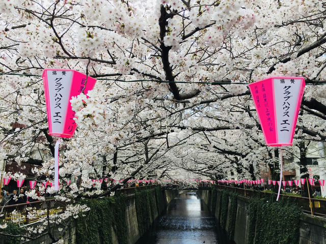 ซากุระริมแม่น้ำเมกุโระ ความสวยที่ต้องมาสัมผัสส