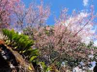ซากุระเมืองไทย 🌸 ดอกนางพญาเสือโคร่ง @เชียงใหม่