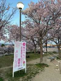 🇯🇵 大阪 | 冷門賞櫻地- 狹山池公園 🌸