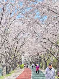 韓國🇰🇷 釜山 三樂生態公園賞櫻🌸