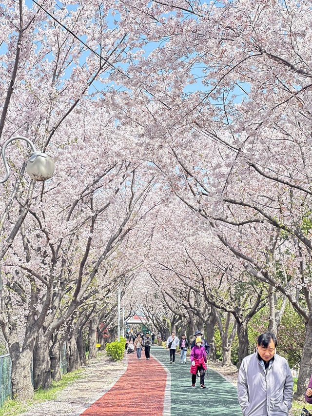 韓國🇰🇷 釜山 三樂生態公園賞櫻🌸