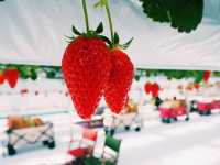 淡路島で楽しむフレッシュいちご体験！ 🍓