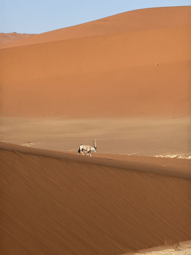 비현실적 엽서 풍경🏜️ 나미비아 데드블레이