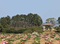 能古島海島公園：用不落幕的詩意花園