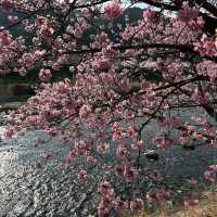 Kawazu, Shizuoka Prefecture