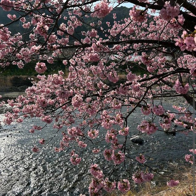 Kawazu, Shizuoka Prefecture