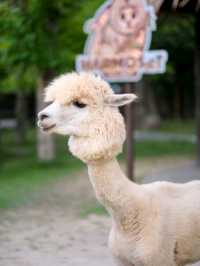 เที่ยวสวนผึ้งราชบุรี ที่ Alpacahill
