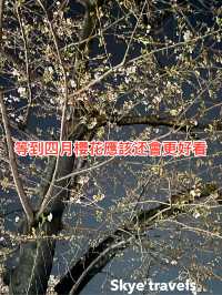 東京中目黑：櫻花樹下的夢幻之夜與繽紛白日