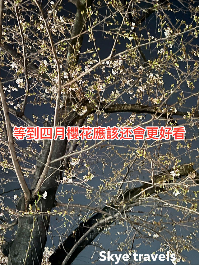 東京中目黑：櫻花樹下的夢幻之夜與繽紛白日