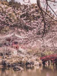 Chasing Sakura in Kyoto II